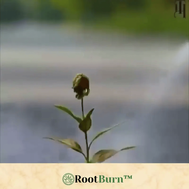 RootBurn™