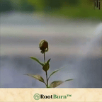 RootBurn™