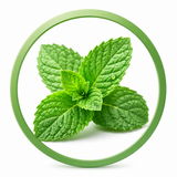 Menthe Fraîche